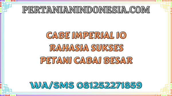 Cabe Imperial 10 Rahasia Sukses Petani Cabai Besar